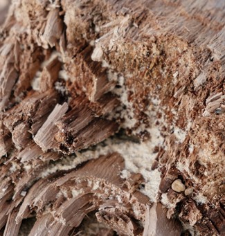 How to Prevent Fence Rot and Termite Damage